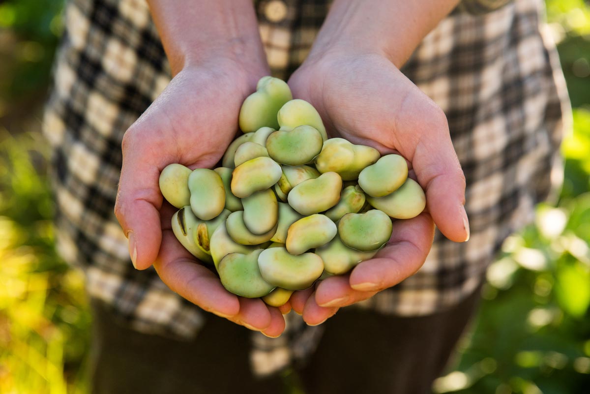 Bonor_i_hand-1200x800